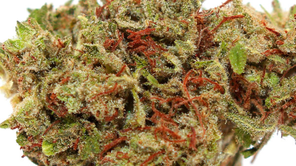 Hawaiian Haze Hemp Flower